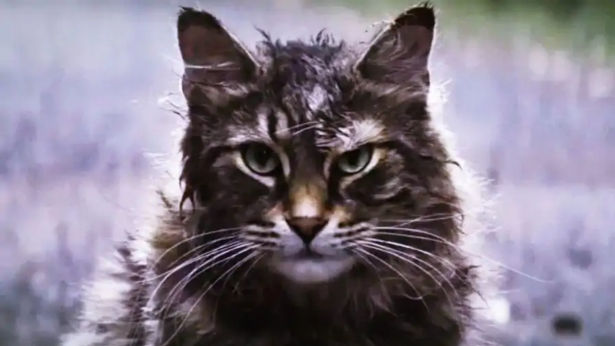 Cemitério Maldito: Novo trailer vai te deixar com muito MEDINHO