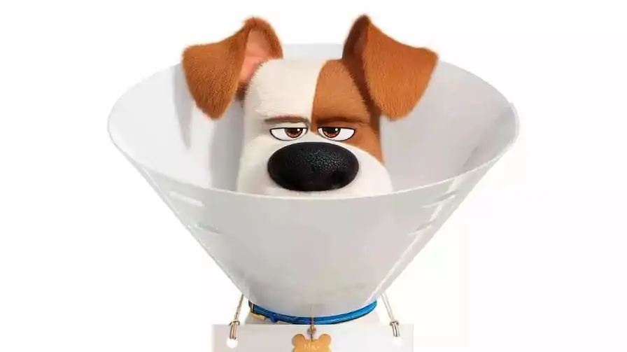 Pets: A Vida Secreta dos Bichos 2 é um filme fofo e engraçado, mas não é muito mais do que isso | Crítica
