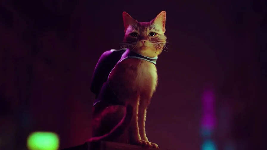 Annapurna Interactive stray